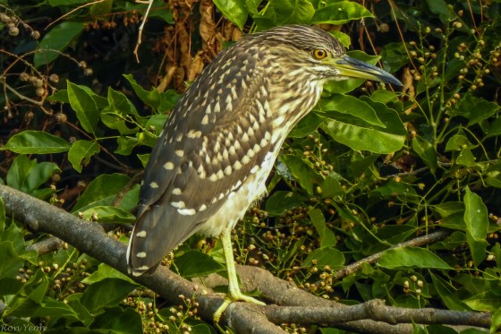 ? juvenile night heron