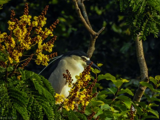 Adult black capped night heron