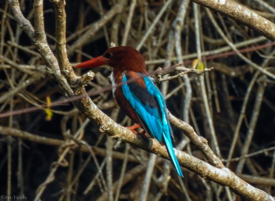 The white throated kingfisher provided a flash of colour 