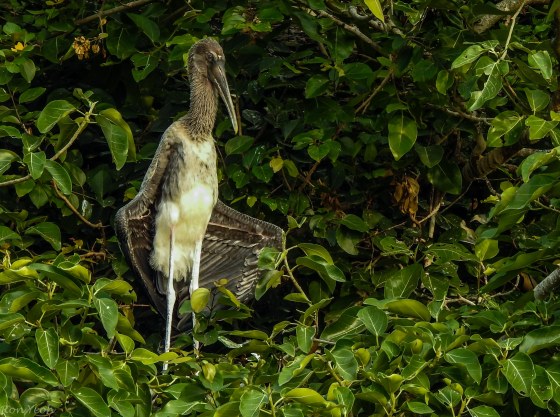 juvenile open billed stork