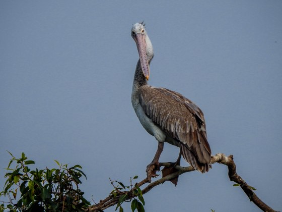 Here we can see why they are called Spot-billed Pelicans