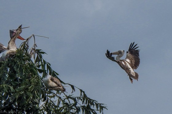 The pelicans were very active!