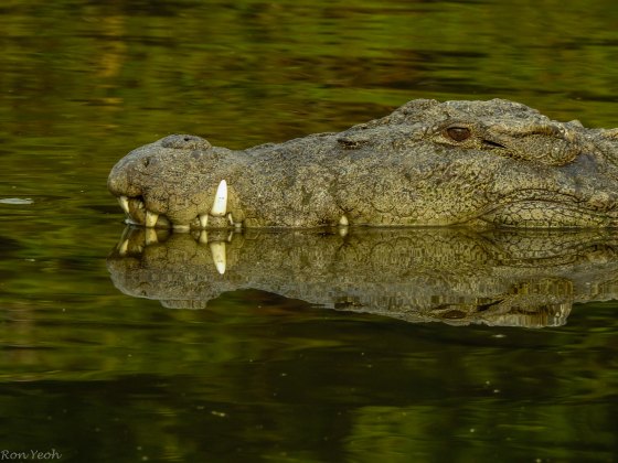 and there were also interesting critters in the water....this Mugger crocodile was not very far away...