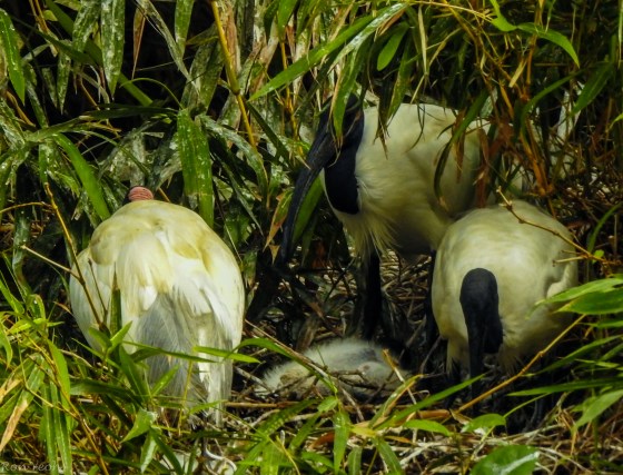 A few black headed ibises were spotted tending to a chick 