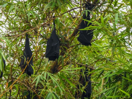 Fruit bats