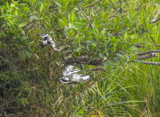 And then a flurry of activity in the trees...
