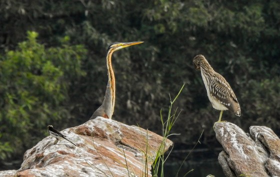 Purple heron, juvenile heron and wagtail in foreground
