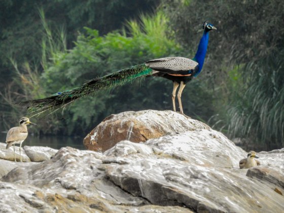 there was even a peacock on the island!