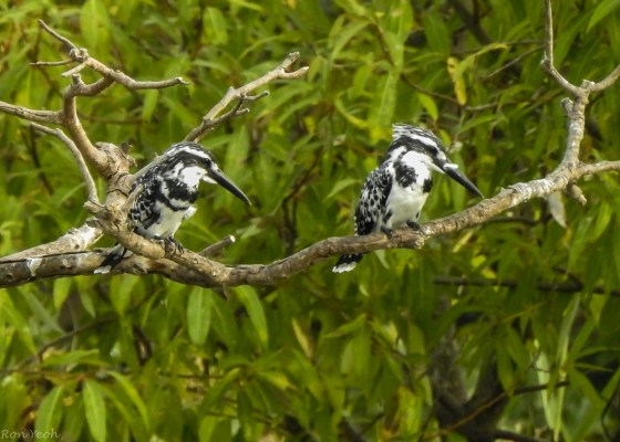 A pair of Pied Kingfishers flew in and perched...