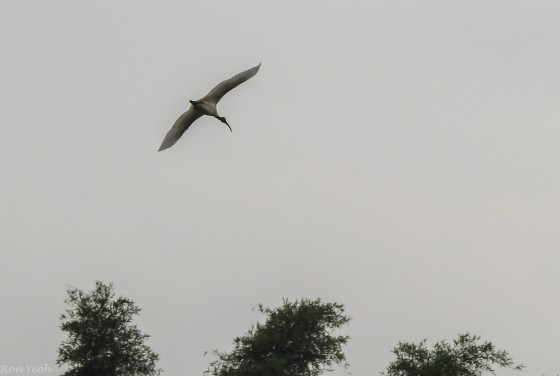 Ibis in flight