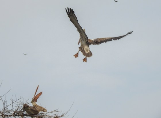 and yet another shot of its aerial prowess