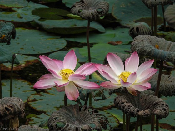 Water lilies in the park to end with