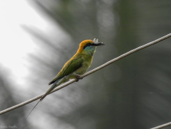 little green bee eater with breakfast