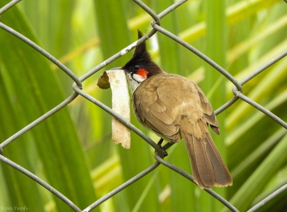 red whiskered bulbul 