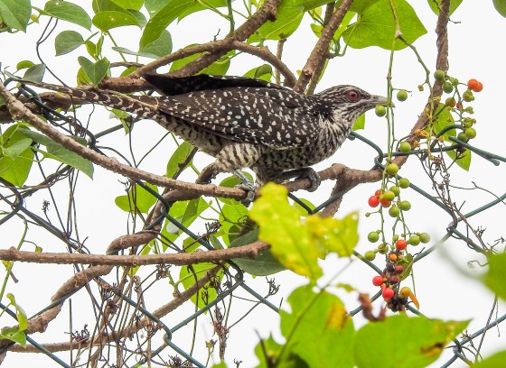 and finally, the common but still very beautiful female Koel