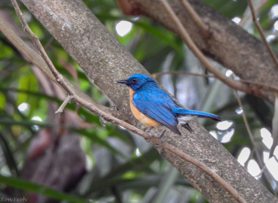 The magnificently coloured Tickell's Blue Flycatcher