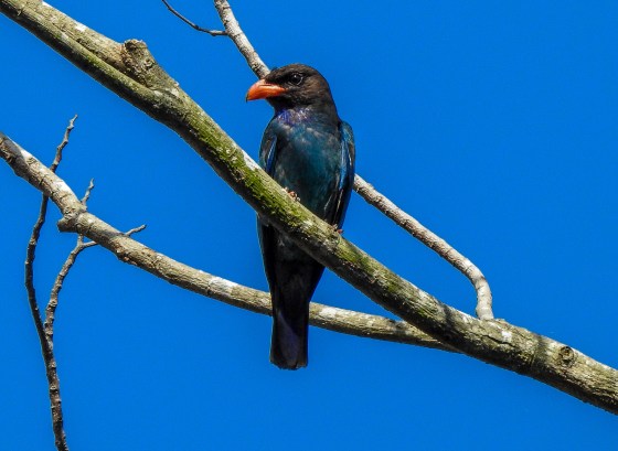 Even before we started, we were greeted by this Dollar Bird perched way up high