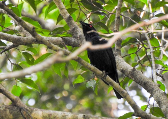 this Asian glossy starling watched us as we came down