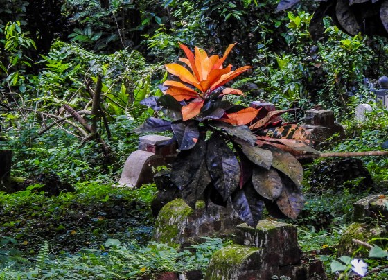 and there was a splash of colour from these new leaves amongst the tombs