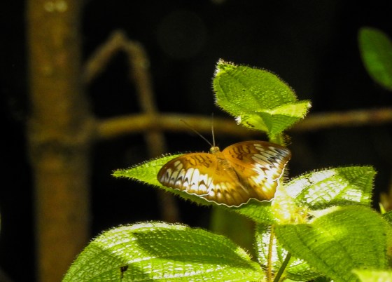 Even the butterflies paused to listen.