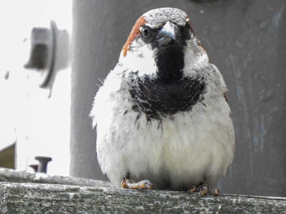 common, but still quite attractive