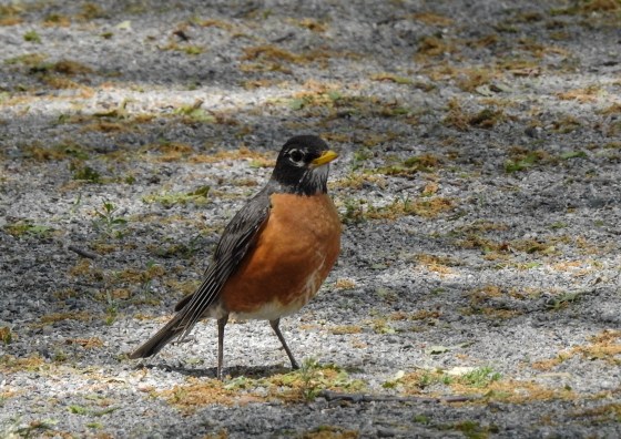 the ubiquitous American robin