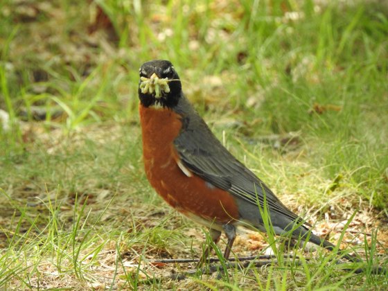 Stuffing his face full of grubs....