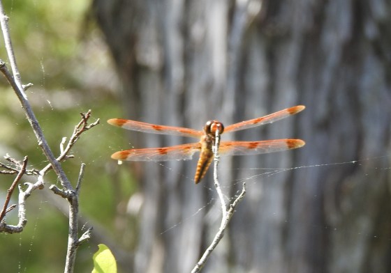 an endemic dragonfly for company