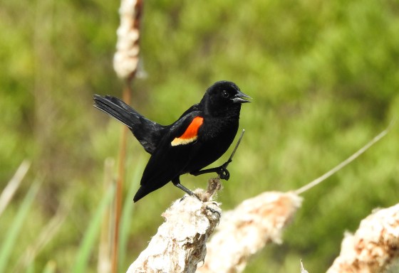 red winged blackbird posing