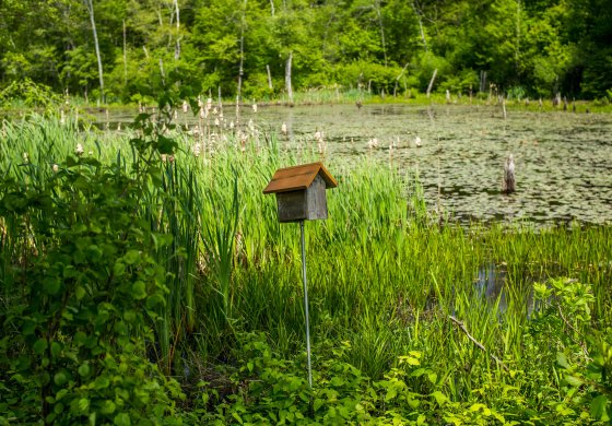 Bird box on the bank