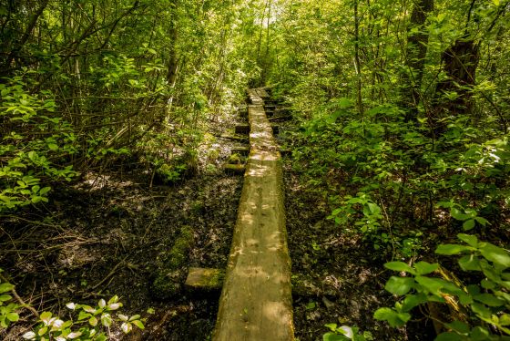 Though called a boardwal, it's little more than an 18 inch wide plank laid down in the peaty bog...