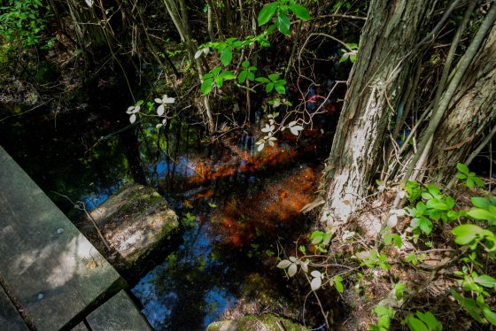 the peaty brown water