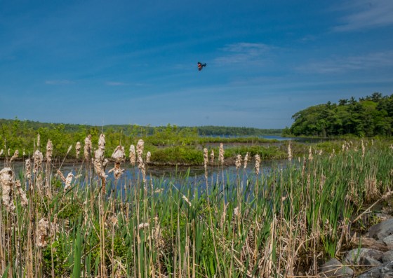 Pankapoag Pond with red winged blackbird overhead