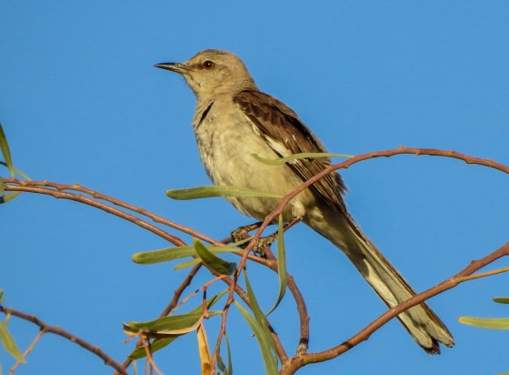 mockingbird