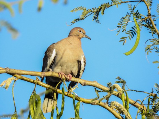 another view of the white winged dove