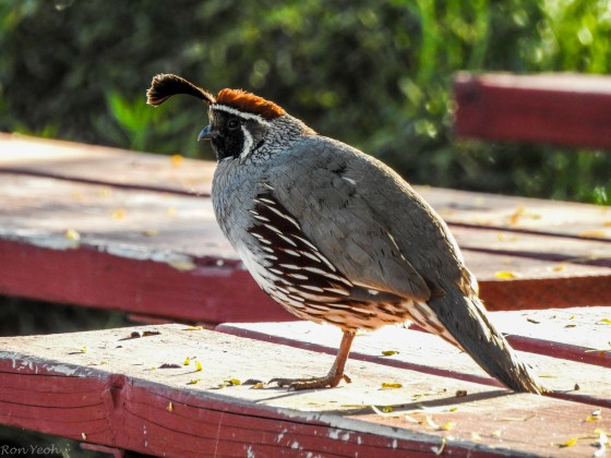 The wonderfully unusual Gambel's Quail was the next lifer for me...it has an unusual plume over its head