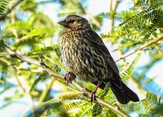 female red winged blackbird