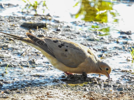 The most common bird seen on this trip was undoubtedly the Mourning Dove with its characteristic spotted wings