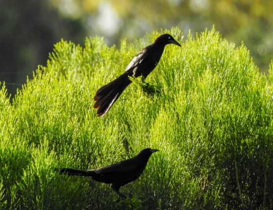 One of the most common birds here is the Great Tailed Grackle..noticeably different from the Common Grackle I'd seen in the Blue Hills of Massachussetts...see my last post.