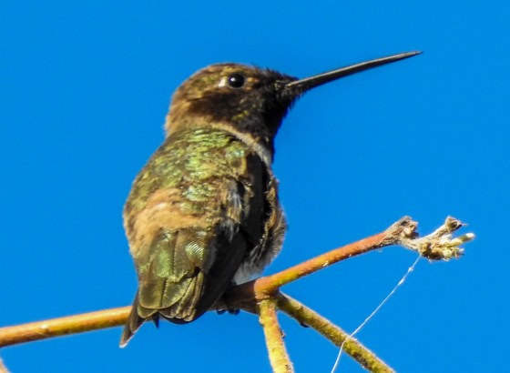 Anna's hummingbird