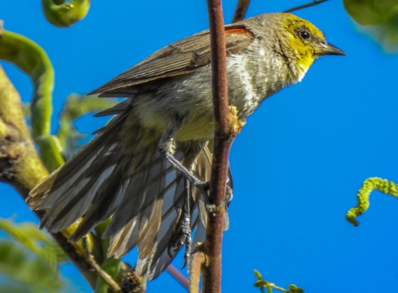 This was another gorgeous lifer..the Verdin