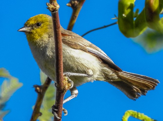another view of the Verdin