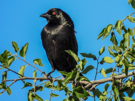 bronze cowbird looked evil
