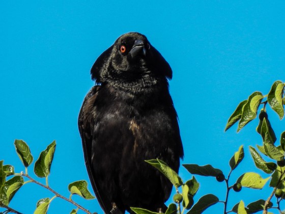 especially when it flared its feathers..