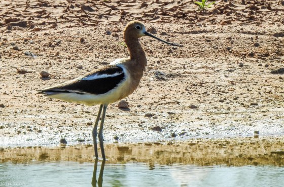 but this was another wonderful bitd that I''d never seen before...the American Avocet with its upturned beak...