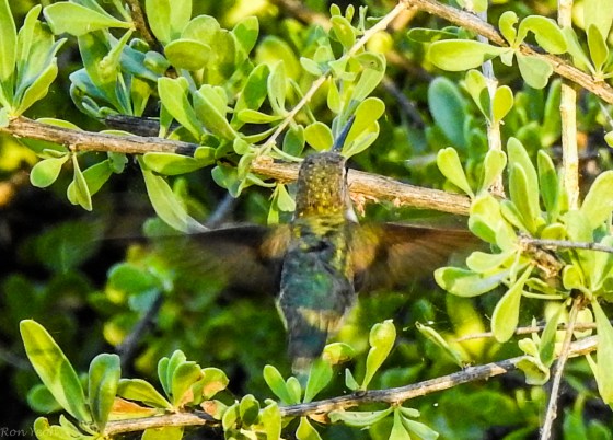 Then of course there were the hummingbirds! My favourite birds...so fast so versatile so pretty and so cute...