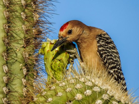 they were very tame and allowed me to get close...