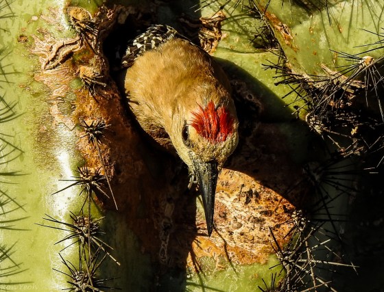 They would dive into the hole and then stick their necks out....and then fly off to feed...