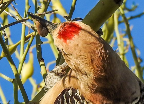 with a juicy body....