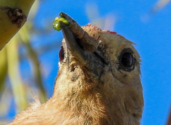 Here with his catch, a green headed bug...